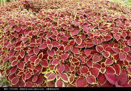 矮桃紅彩葉草 矮桃紅彩葉草