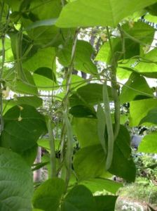 種瓜得瓜,種豆得豆 種瓜得瓜,種豆得豆