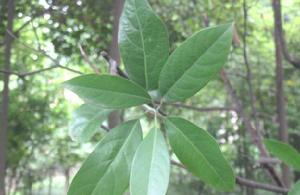 四川潤楠 四川潤楠