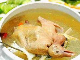 金華仔鴿 金華仔鴿