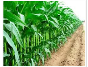 一畝田集團公司