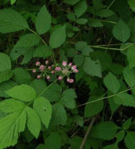 柱序懸鉤子 柱序懸鉤子