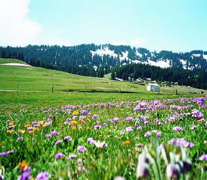 新疆天山花開蜜源地