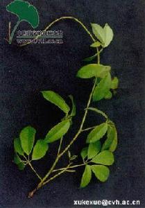 五指那藤 五指那藤