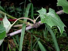 大接骨丹[叨里木科植物]