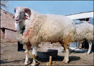 小尾寒羊種公羊