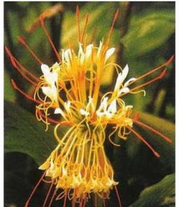 橢圓狀姜花 橢圓狀姜花