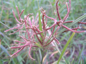 波斯黑麥草 波斯黑麥草
