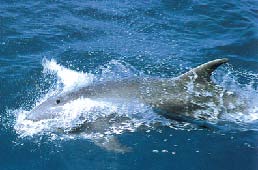 海豚之謎 海豚之謎