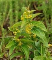 大理白前（原變種）