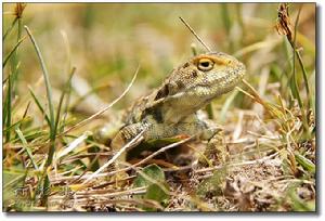 （圖）荒漠沙蜥
