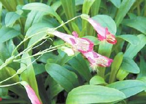 紅花釣鍾柳 紅花釣鍾柳