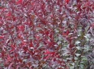 加拿大紅櫻 加拿大紅櫻