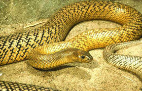 澳洲內陸太攀蛇