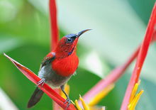 黃腰太陽鳥尼科巴島亞種