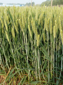 周麥27號 周麥27號