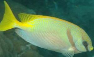 大瓮籃子魚 大瓮籃子魚