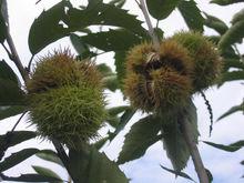 栗[殼斗科栗屬植物]