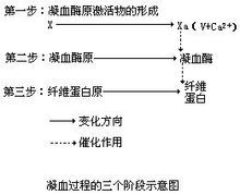 凝血過程示意圖