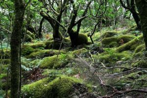 加拉霍艾國家公園