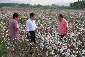 新農棉1號 新農棉1號