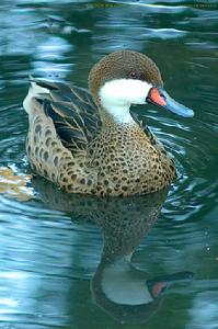 白臉針尾鴨 白臉針尾鴨