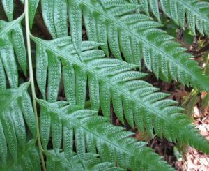 東方狗脊 東方狗脊