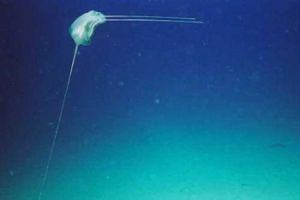 國際海洋生物普查計畫 國際海洋生物普查計畫