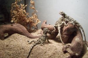 （圖）荒漠沙蜥