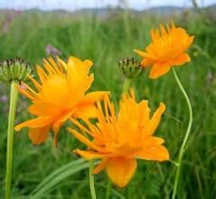 鞘柄金蓮花 鞘柄金蓮花
