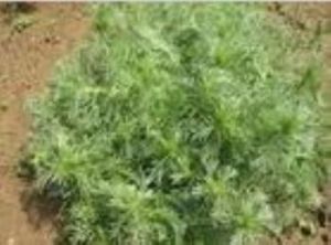 茵陳提取物 茵陳提取物