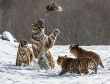 橫道河子東北虎林園