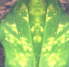 菠菜霜霉病 菠菜霜霉病