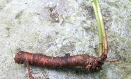 牛奶漿草 牛奶漿草