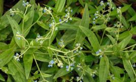 大玻璃草 大玻璃草