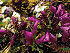 長柄馬先蒿 長柄馬先蒿