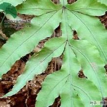 掌裂蕨屬 掌裂蕨屬