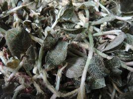 凍乾金線蓮 凍乾金線蓮