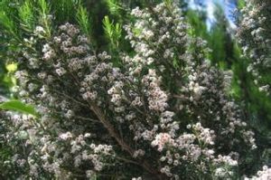 樹狀歐石楠 樹狀歐石楠