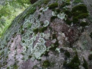 葉狀地衣 葉狀地衣