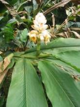 紫紅砂仁 紫紅砂仁