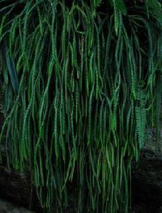 龍骨馬尾杉 龍骨馬尾杉