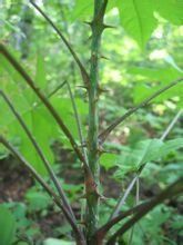 毛蕊草屬 毛蕊草屬