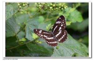 捷閃蛺蝶 捷閃蛺蝶