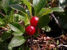 北極果屬 北極果屬