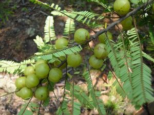 野生天然的滇橄欖