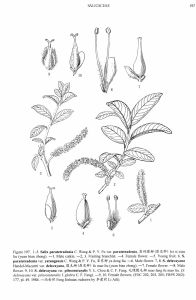 類四腺柳 類四腺柳