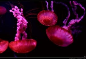 紅色水母 紅色水母