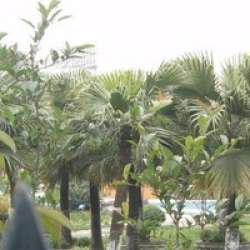 草堂花苑 草堂花苑