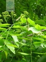 海南黃檀 海南黃檀